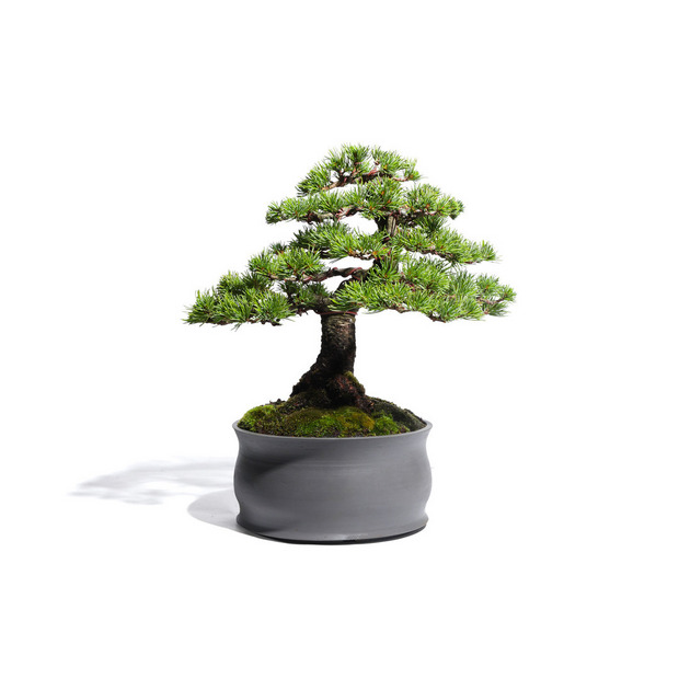 五葉松　-Japanese white pine-　（推定樹齢40年）-M0017- 詳細画像